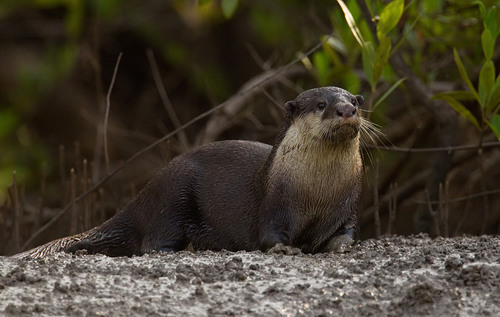 An african clawless otter