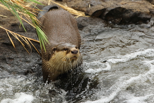 An African clawless otter in a river