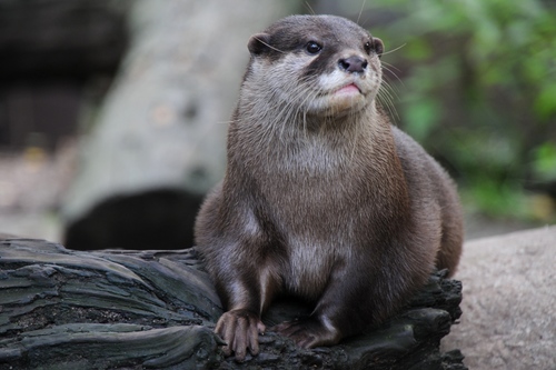 An Asian small-clawed otter