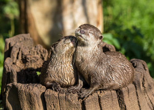 Two Asian small-clawed otters on a tree stump