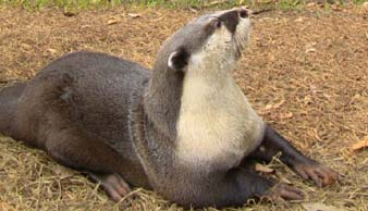 A Congo clawless otter