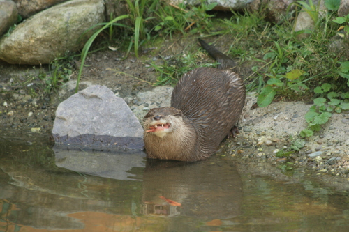 A Eurasian otter catching fish in its mouth