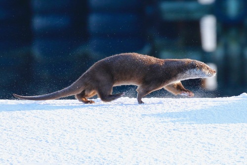 A Eurasian otter running through the snow