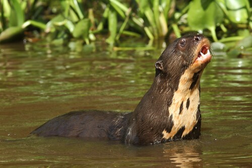 A giant otter in the water