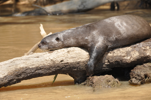 A giant otter laying across a log