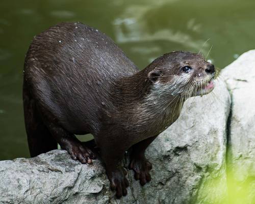 A hairy-nosed otter on a tree branch