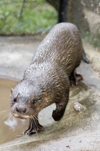 A hairy-nosed otter walking forward