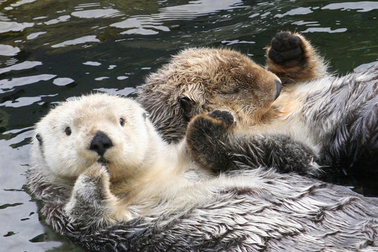 Two sea otters floating on their backs and holding hands