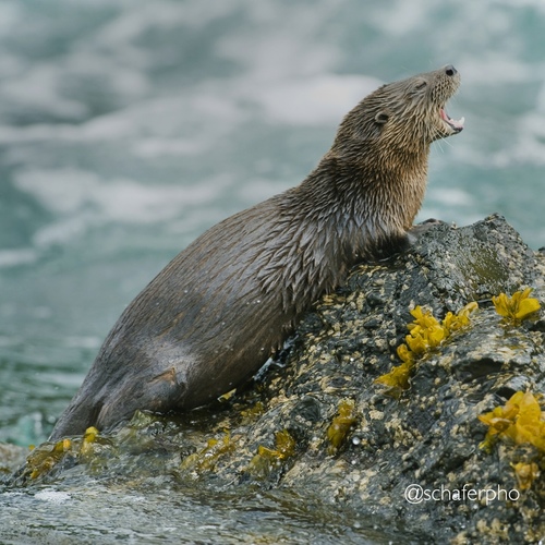 A marine otter yelling on some rocks