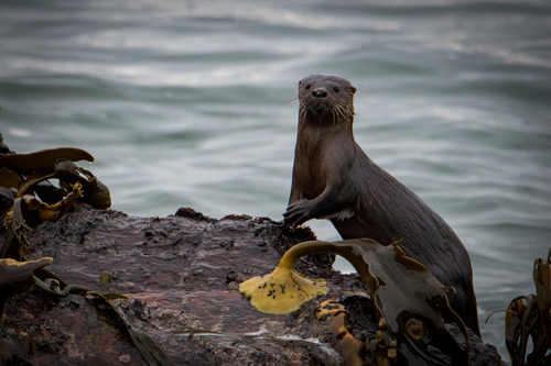 A marine otter on a rock