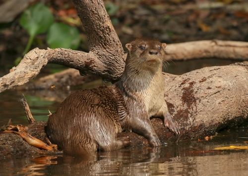 A neotropical otter laying on a large branch