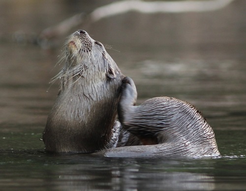 A neotropical otter scratching itself while in the water