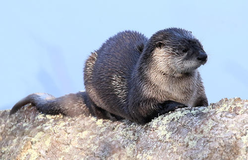A North American river otter laying on a rock