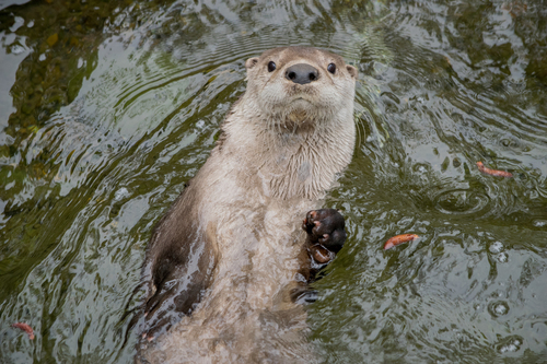 A North American river otter swimming on its back