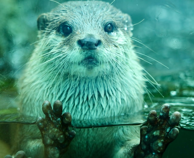 The face of an otter