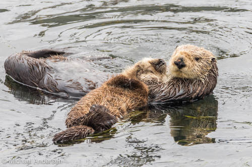 Two sea otters in the water