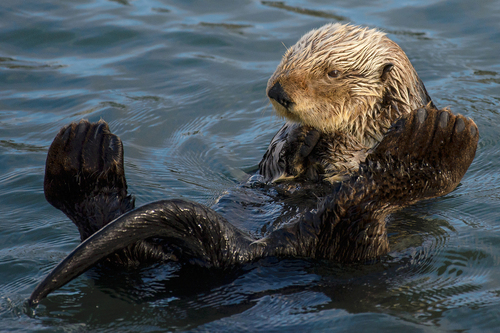 A sea otter in the water