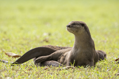 A smooth-coated otter laying in the grass