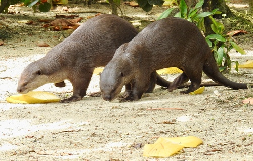 Two smooth-coated otters sniffing the ground