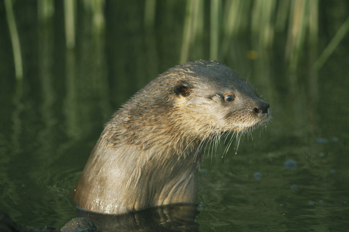 A Southern river otter sticking its head out of the water