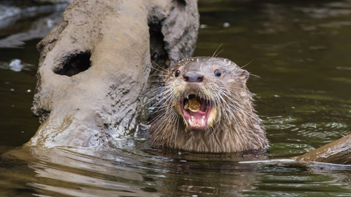 A Southern river otter with its mouth open while in the water