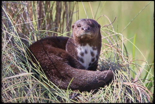 A spotted-necked otter in some grass