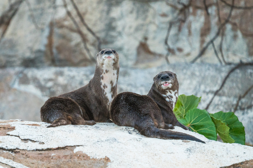 Two spotted-necked otters laying by leaves on some rocks